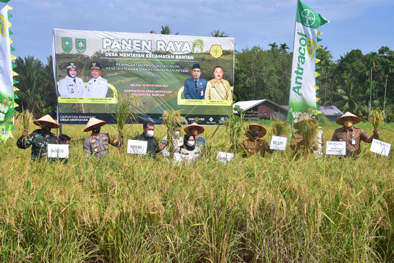 Bupati Bengkalis Panen Padi Bersama Petani Desa Mentayan - Bengkaliskab ...